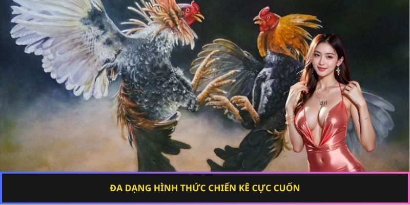 Đa dạng hình thức chiến kê cực cuốn