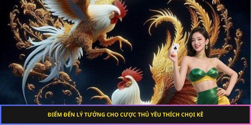 Điểm đến lý tưởng cho cược thủ yêu thích chọi kê
